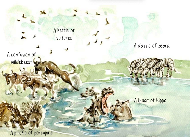 Me & Henry 'Go On Safari' Book 6 Me & Henry 'Go On Safari' Book - Image 6